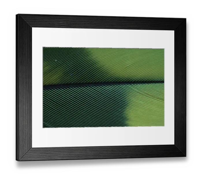 Framed Print : Amazon Parrot, feather detail (Amazona spec.)
