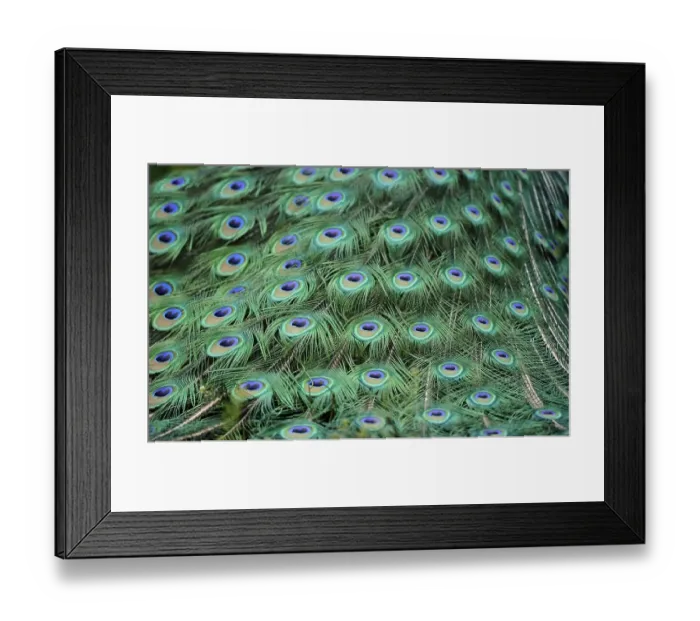 Framed Print : Indian Peafowl or Blue Peafowl (Pavo cristatus)