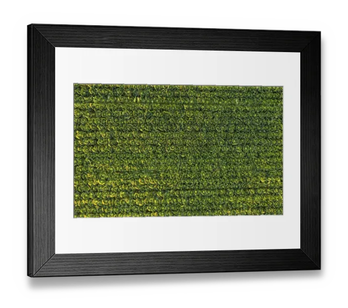 Framed Print : Sunset over a field of cabbage aerial view from above