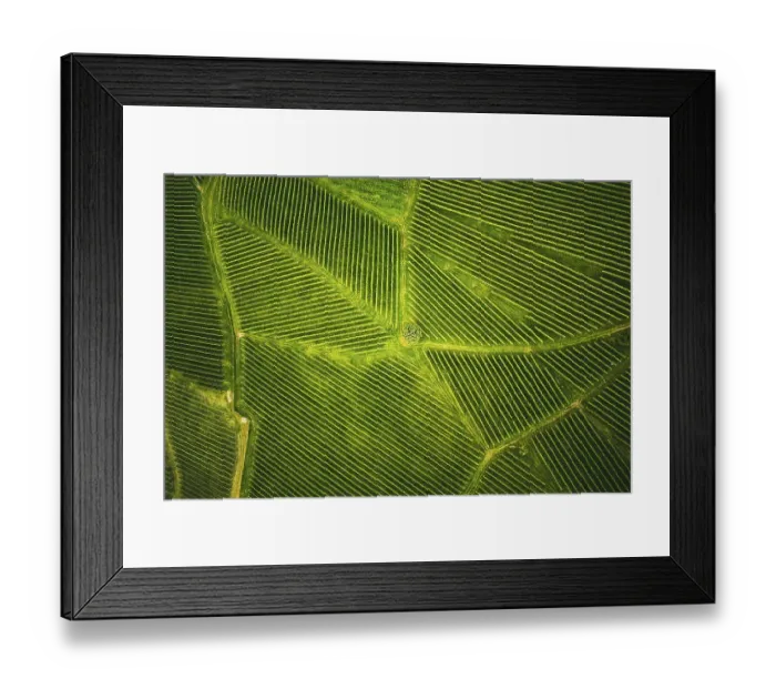 Framed Print : Aerial view at rows of grape vines vineyard South Styria