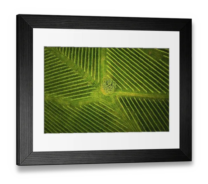 Framed Print : Aerial view at rows of grape vines vineyard South Styria Framed Print : Aerial view at rows of grape vines vineyard South Styria