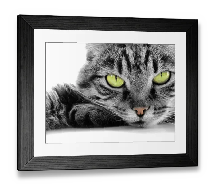 Framed Print : Close up portrait of green-eyed cat