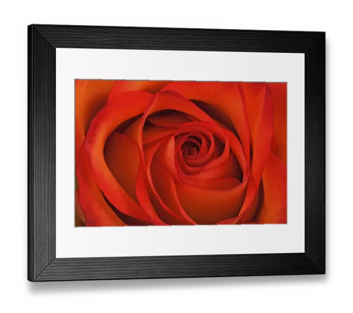 Framed Print : Red rose (Rosa), close-up Framed Print : Red rose (Rosa), close-up
