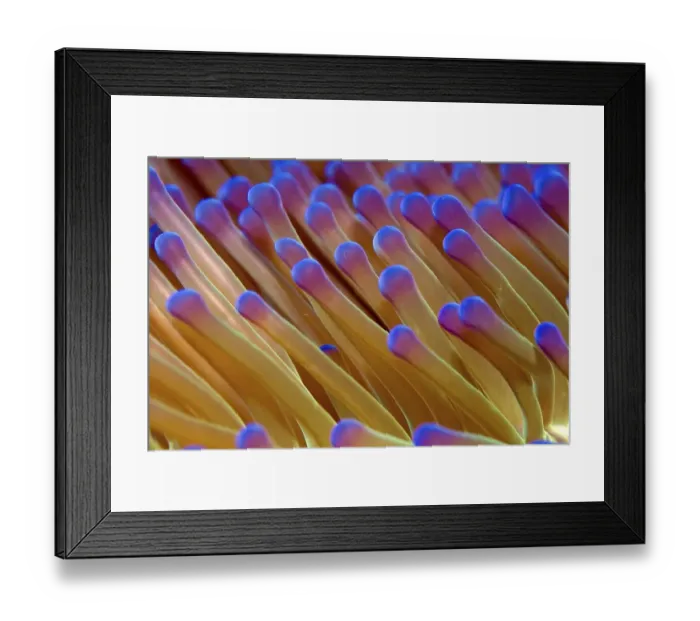 Framed Print : Sea Anemone (Actiniaria), detail