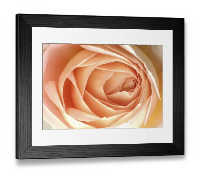 Framed Print : Blossom of rose (rosa) Framed Print : Blossom of rose (rosa)
