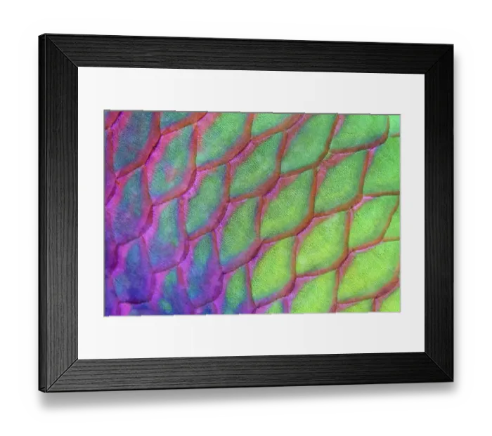 Framed Print : Scales, Rusty parrotfish (Scarus ferrugineus) Framed Print : Scales, Rusty parrotfish (Scarus ferrugineus)