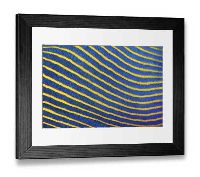 Framed Print : Scale, Detail, emperor angelfish (Pomacanthus imperator)