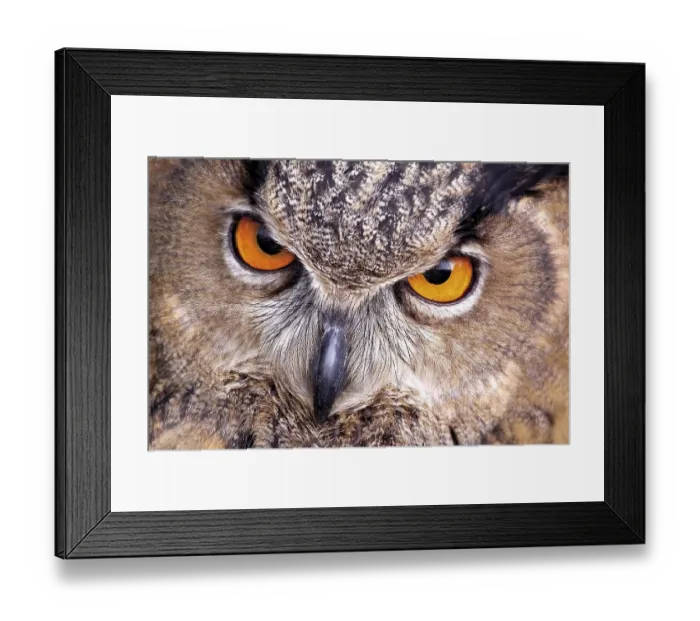 Framed Print : Eurasian Eagle Owl (Bubo bubo) Framed Print : Eurasian Eagle Owl (Bubo bubo)