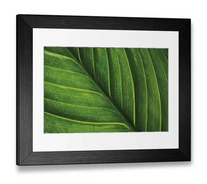 Framed Print : Leaf veins