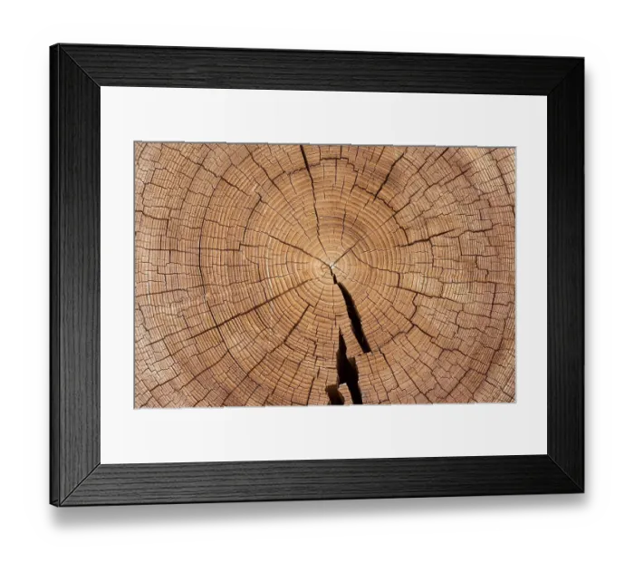 Framed Print : Cross section of tree trunk with annual rings