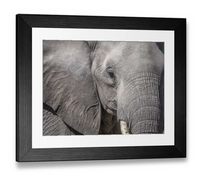Framed Print : African bush elephant (Loxodonta africana)