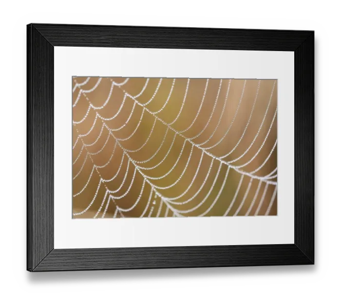 Framed Print : Spiderweb with morning dew, detail Framed Print : Spiderweb with morning dew, detail