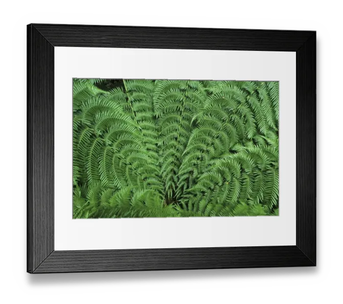 Framed Print : Temperate rainforest, Otway National Park