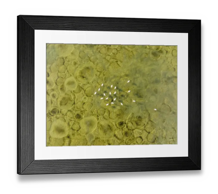 Framed Print : Greater Flamingo (Phoenicopterus roseus)