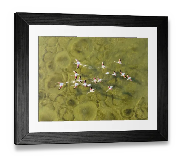 Framed Print : Greater Flamingo (Phoenicopterus roseus)