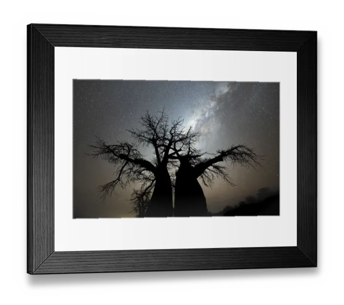 Framed Print : Silhouette of a baobab tree with starry sky and Milky Way Framed Print : Silhouette of a baobab tree with starry sky and Milky Way