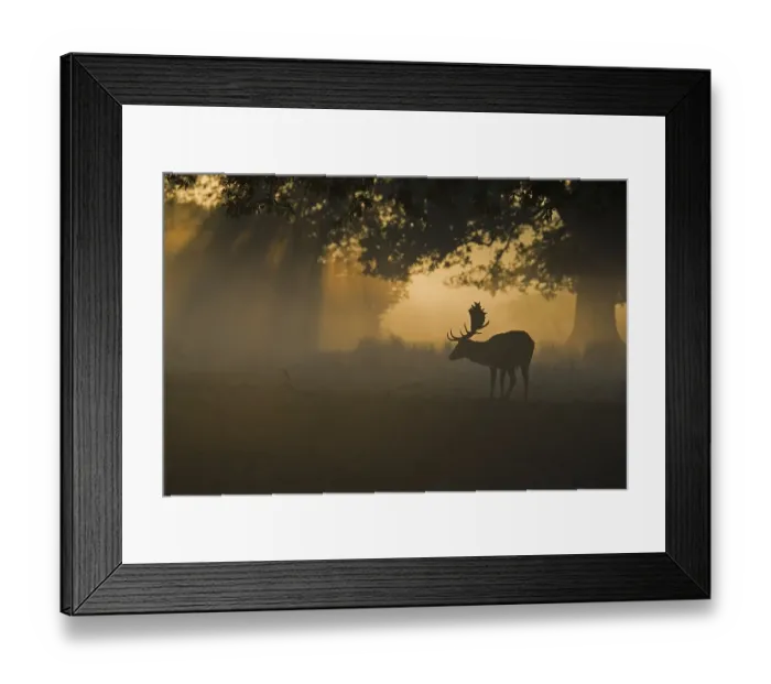 Framed Print : Fallow Deer (Dama dama), buck, silhouetted at dawn during rutting season