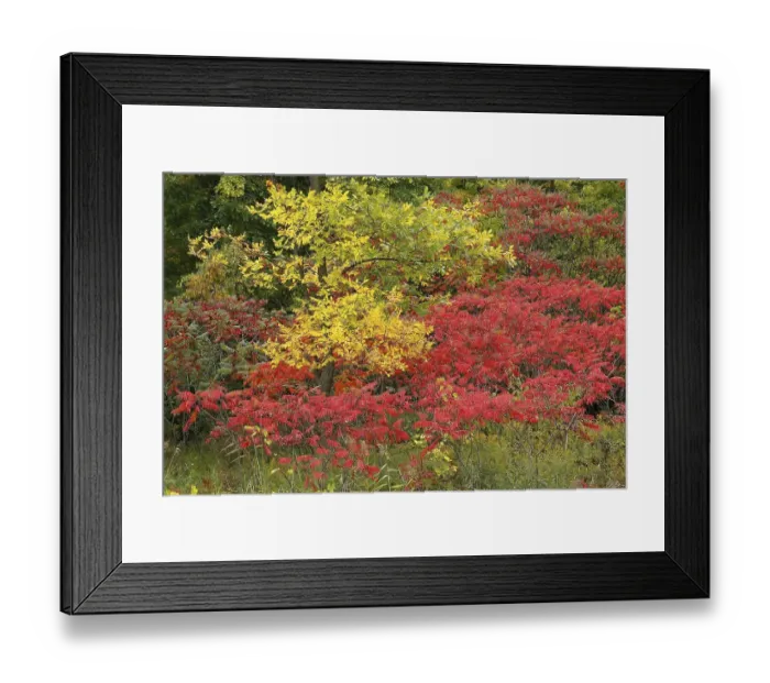 Framed Print : Autumn colours, Province of Quebec
