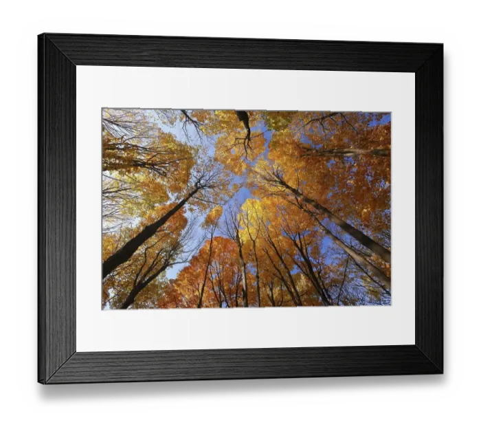 Framed Print : Forest in autumn, Province of Quebec