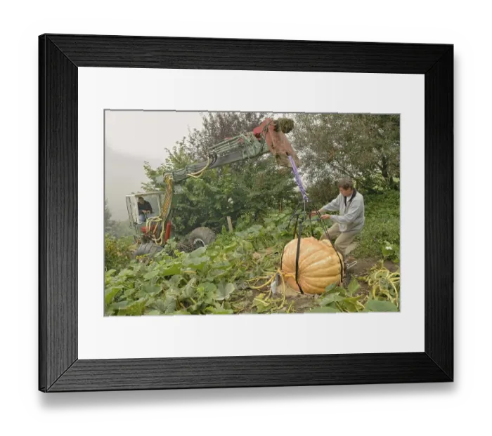 Framed Print : Atlantic Giant (Cucurbita maxima) being harvested with a dredger and special gear Framed Print : Atlantic Giant (Cucurbita maxima) being harvested with a dredger and special gear