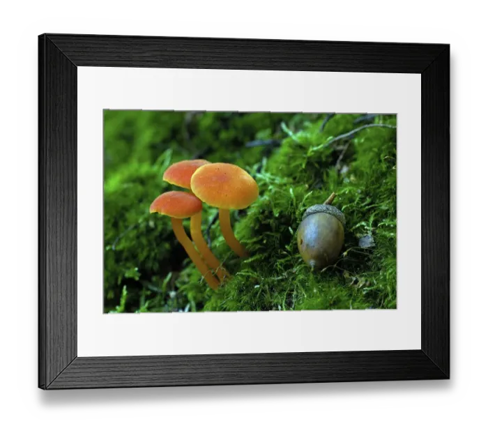 Framed Print : Mushroom, Hygrocybe miniata, germany Framed Print : Mushroom, Hygrocybe miniata, germany