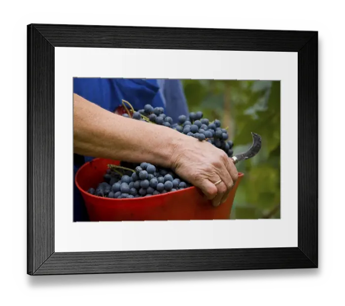 Framed Print : Grape harvest, province of Bolzano-Bozen