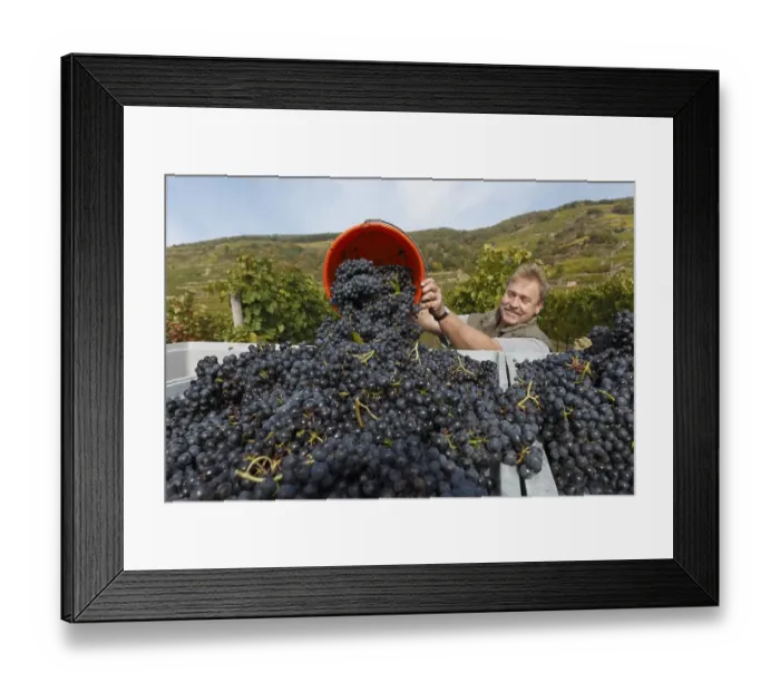 Framed Print : Vintage of red grapes, Unterloiben