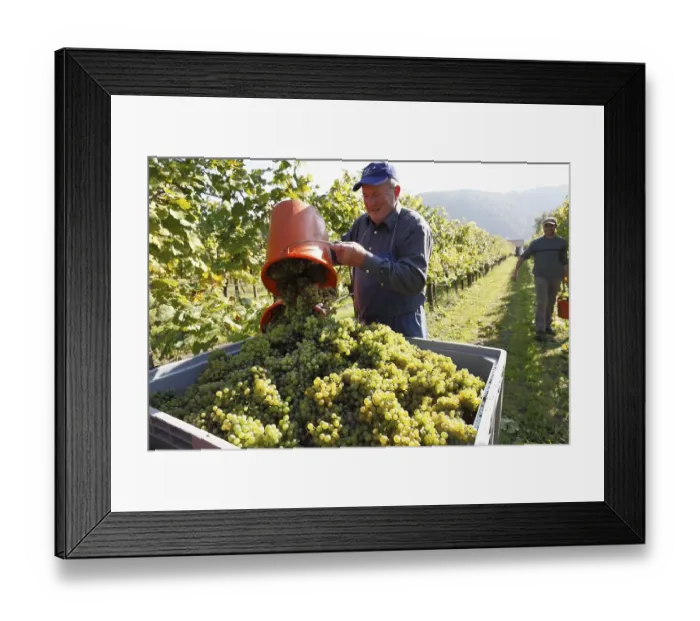Framed Print : Harvesting grapes near Oberloiben Framed Print : Harvesting grapes near Oberloiben
