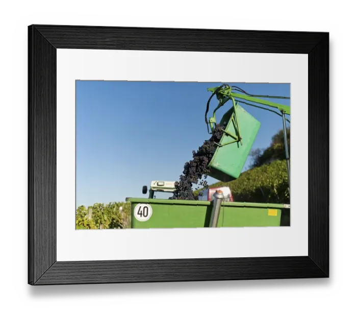 Framed Print : Harvested grapes are collected on tractor trailers Framed Print : Harvested grapes are collected on tractor trailers