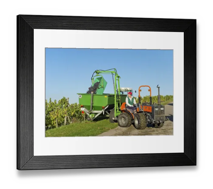 Framed Print : A small tractor is taking harvested grapes out of a vineyard Framed Print : A small tractor is taking harvested grapes out of a vineyard