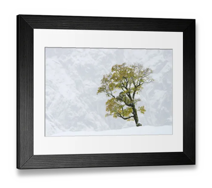 Framed Print : Sycamore Maple (Acer pseudoplatanus)