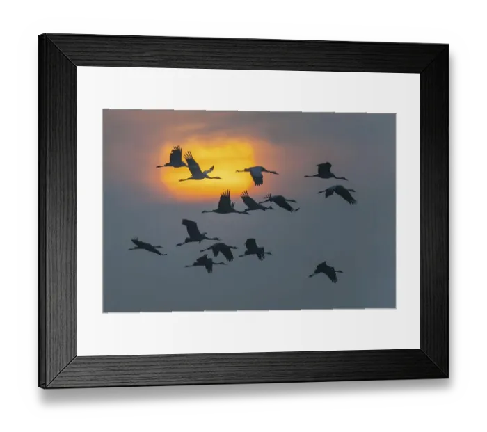 Framed Print : Pulling cranes (Grus grus) in front of sunset Framed Print : Pulling cranes (Grus grus) in front of sunset