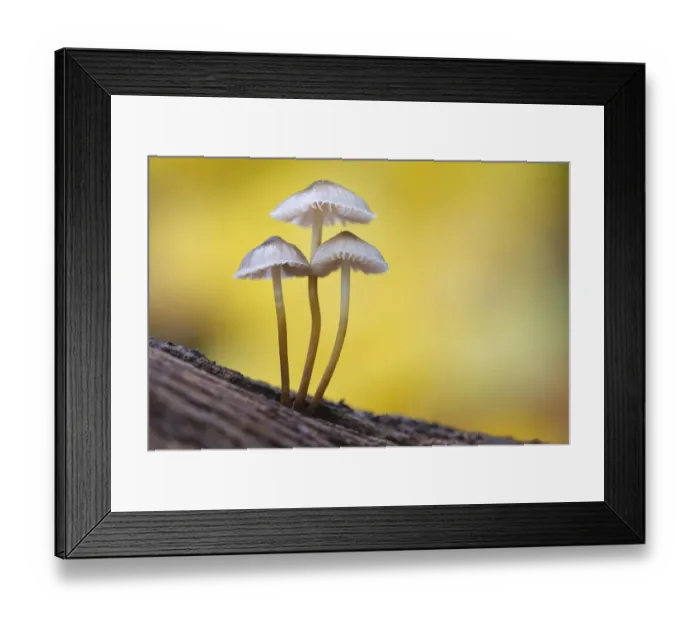 Framed Print : Lilac bonnet (Mycena pura) Lower Saxony