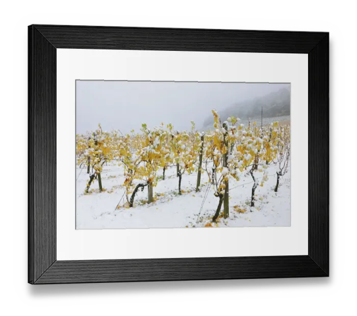 Framed Print : Vineyard in autumn with snow, Korb Framed Print : Vineyard in autumn with snow, Korb
