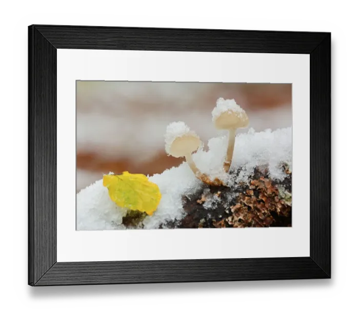 Framed Print : Snow covered mushrooms, Hoheneck Framed Print : Snow covered mushrooms, Hoheneck