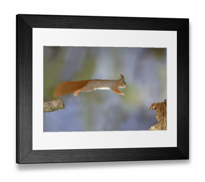 Framed Print : Eurasian red squirrel (Sciurus vulgaris) jumps from a broken branch