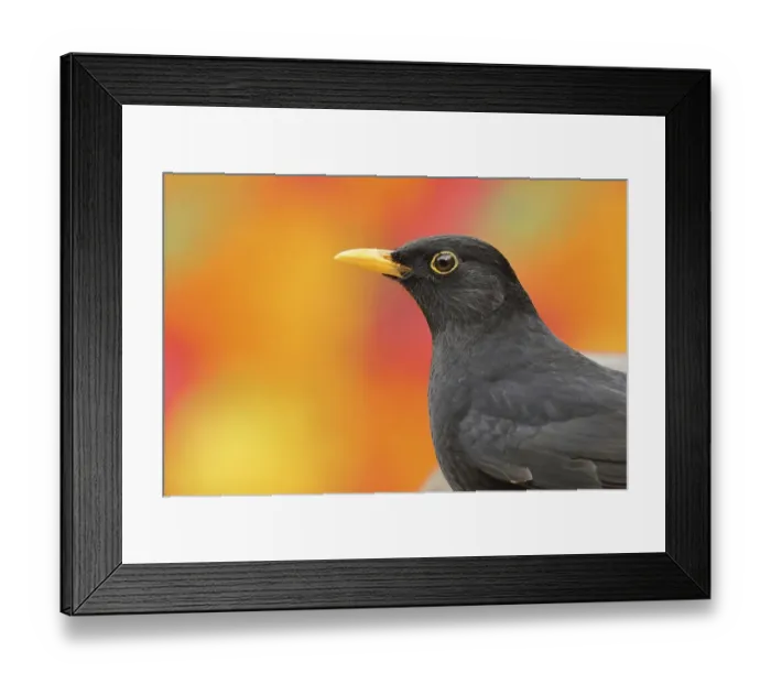 Framed Print : Blackbird (Turdus merula) animal portrait Framed Print : Blackbird (Turdus merula) animal portrait