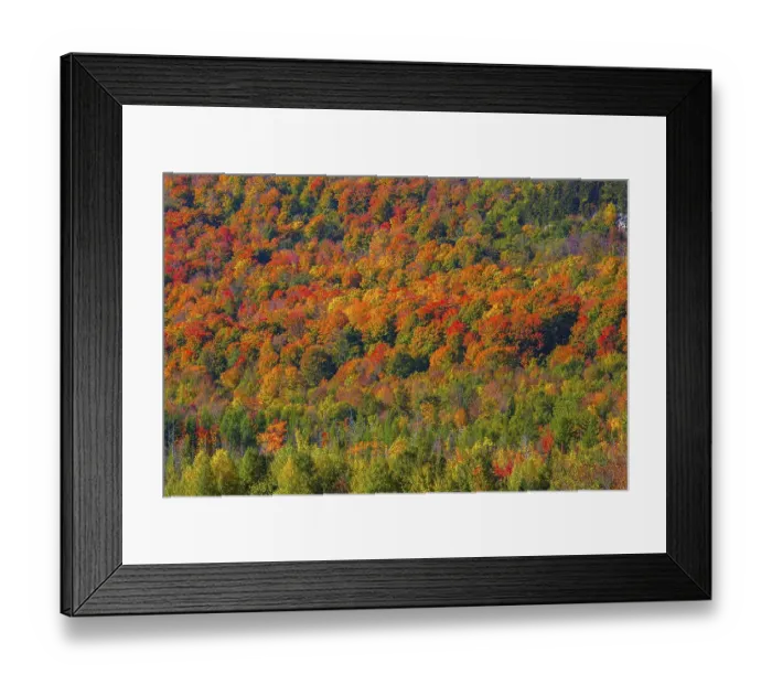 Framed Print : Fall forest, Indian Summer, Eastern Townships Framed Print : Fall forest, Indian Summer, Eastern Townships