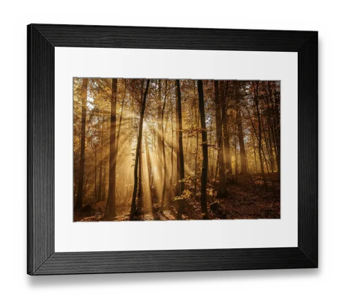 Framed Print : Beech forest, sun shines through fog Framed Print : Beech forest, sun shines through fog