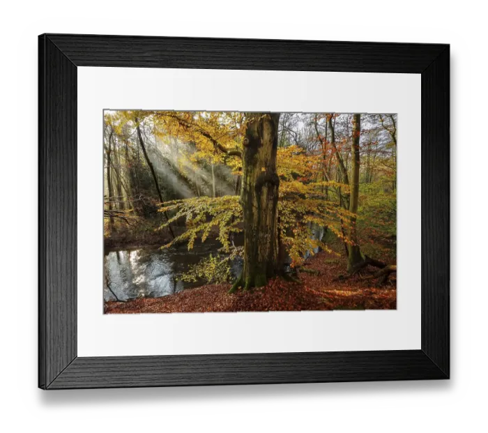 Framed Print : Beech forest, sun shines through fog Framed Print : Beech forest, sun shines through fog