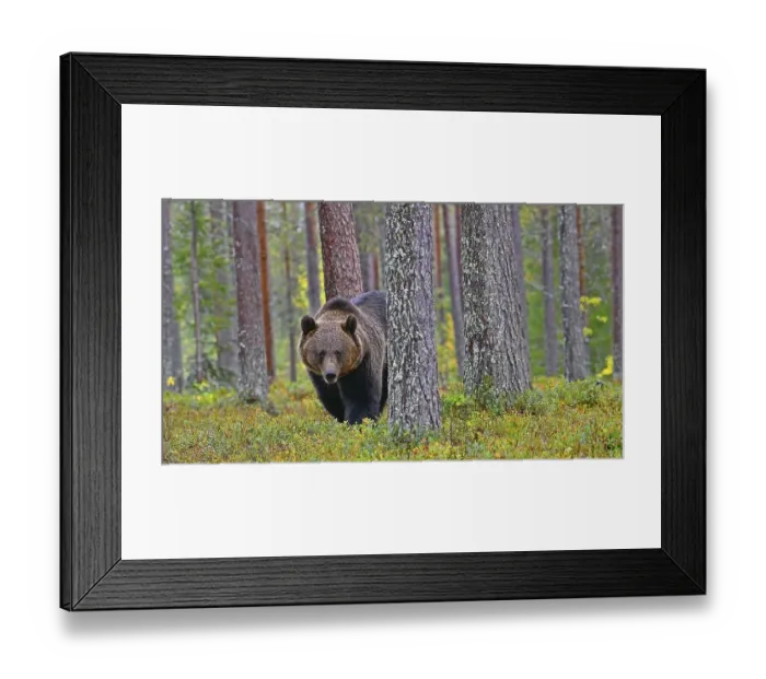 Framed Print : Brown bear (Ursus arctos) in forest
