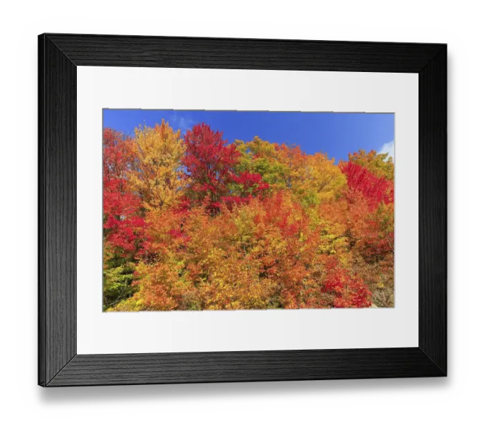 Framed Print : Autumn colors, Maples (Acer), Indian Summer Framed Print : Autumn colors, Maples (Acer), Indian Summer