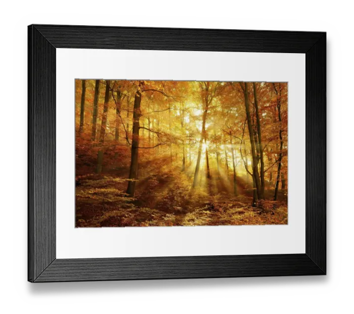 Framed Print : Morning haze in the forest, golden light Framed Print : Morning haze in the forest, golden light