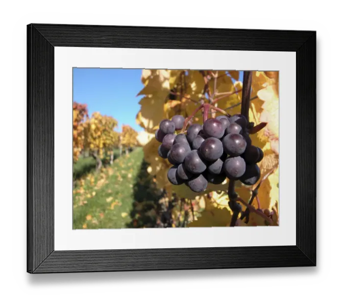 Framed Print : Ripe grapes Framed Print : Ripe grapes