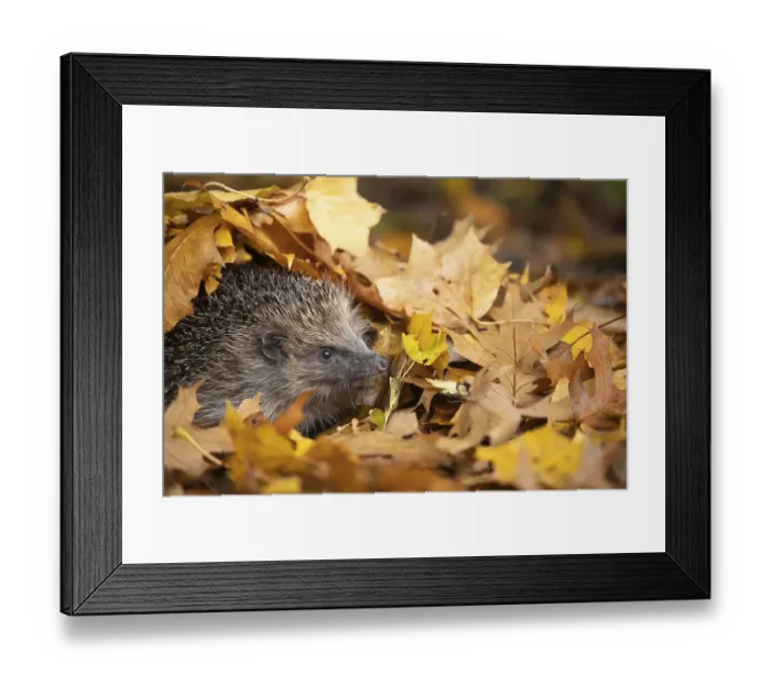 Framed Print : European hedgehog (Erinaceus europaeus) emerging from fallen autumn leaves Framed Print : European hedgehog (Erinaceus europaeus) emerging from fallen autumn leaves
