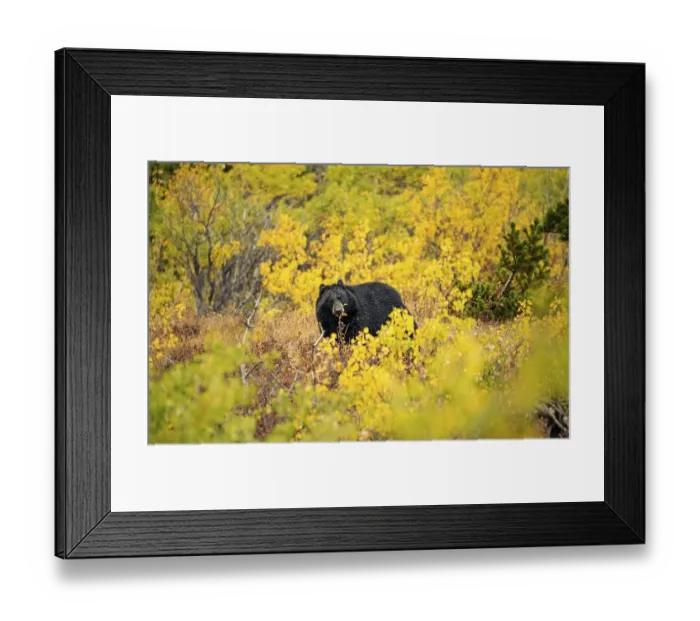 Framed Print : American Black Bear (Ursus americanus) among autumn colored bushes Framed Print : American Black Bear (Ursus americanus) among autumn colored bushes