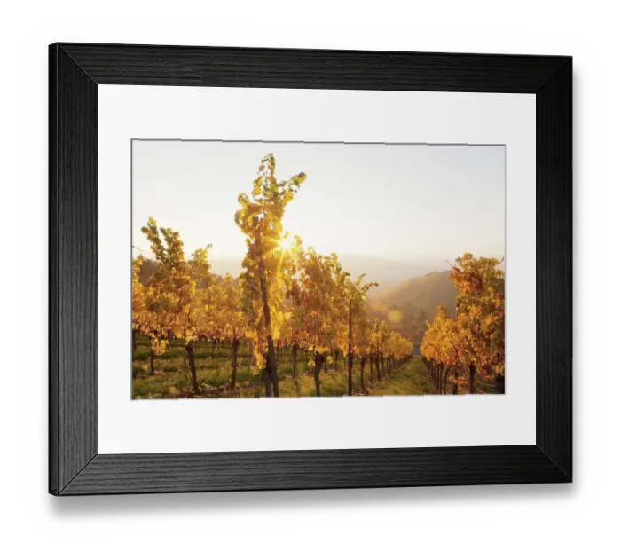 Framed Print : Vineyard in the evening in autumn Framed Print : Vineyard in the evening in autumn