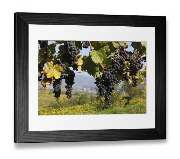 Framed Print : Red grapes on grapevine, Weissenkirchen in the Wachau valley
