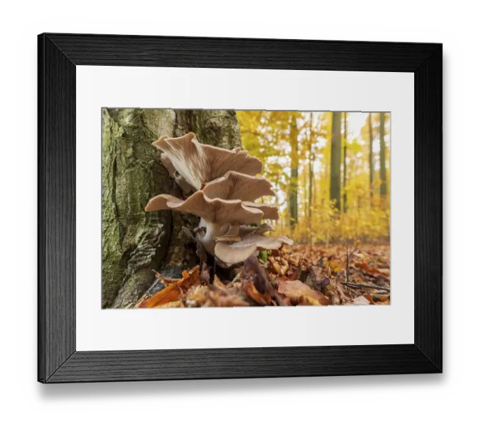 Framed Print : Oysterseitlinge (Pleurotus ostreatus) on tree trunk