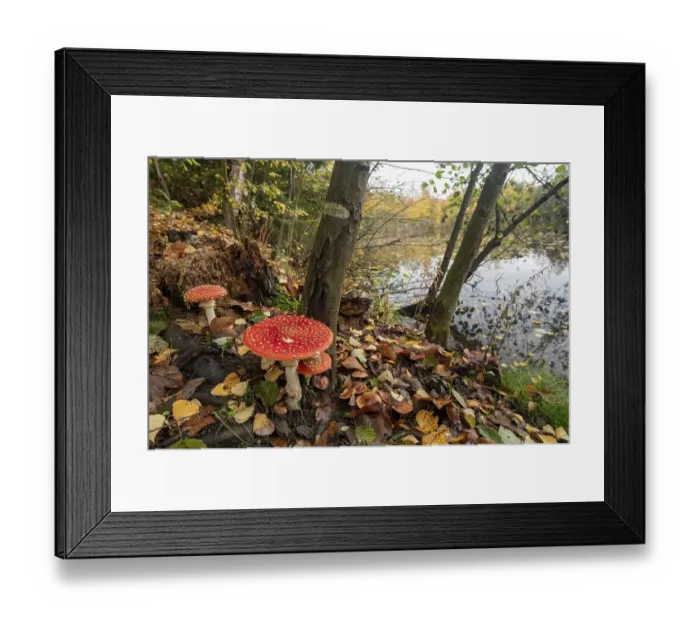 Framed Print : Fly agaric (Amanita muscaria) Guxhagen